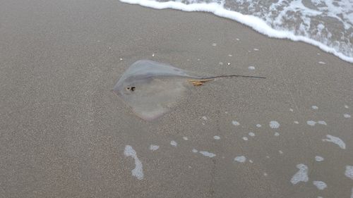 エイの釣果