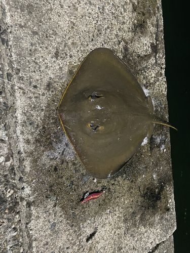 アカエイの釣果