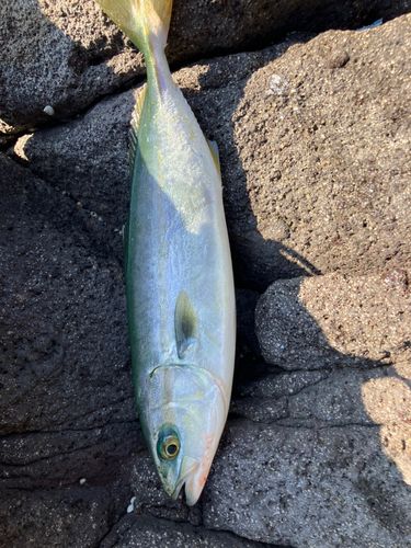 ワカシの釣果