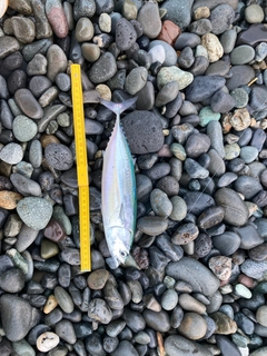 ソウダガツオの釣果