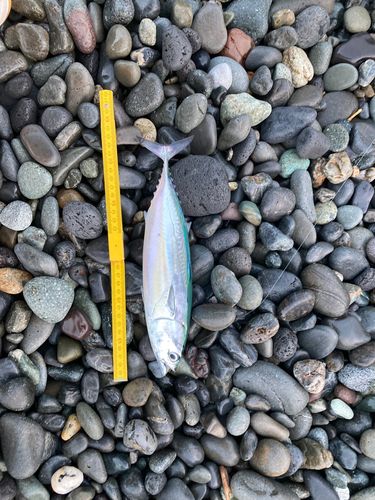 ソウダガツオの釣果
