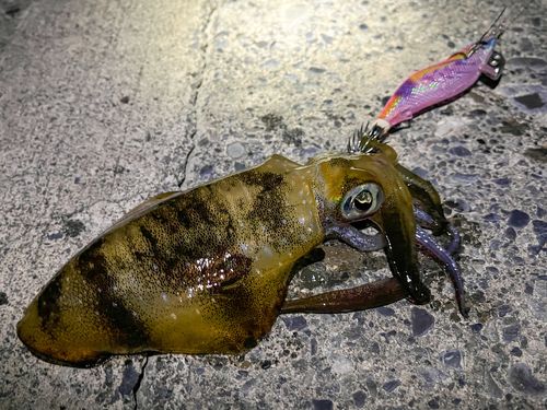 アオリイカの釣果