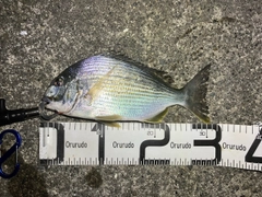 ヘダイの釣果