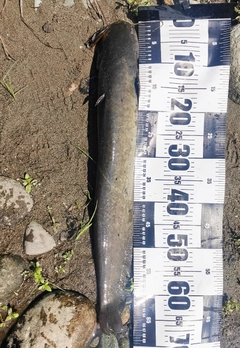 ナマズの釣果
