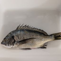 クロダイ