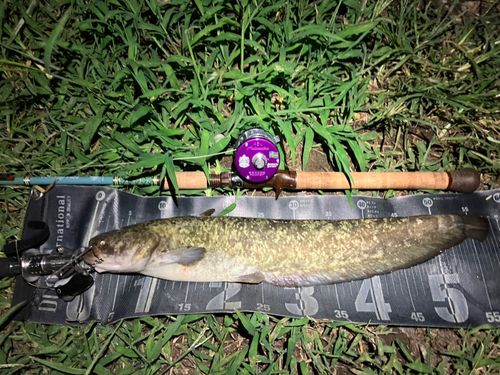 ナマズの釣果