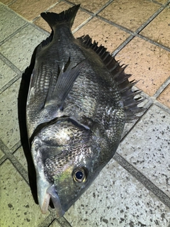 クロダイの釣果