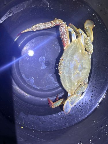 ワタリガニの釣果