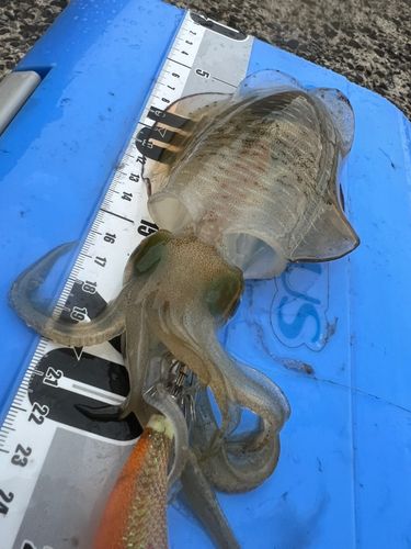 津軽半島