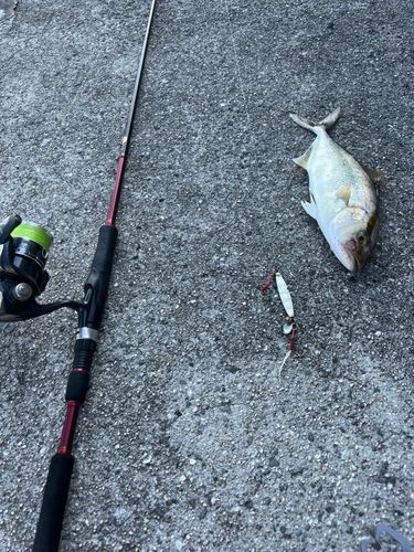 シオの釣果