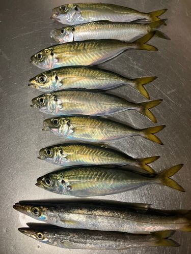 アジの釣果