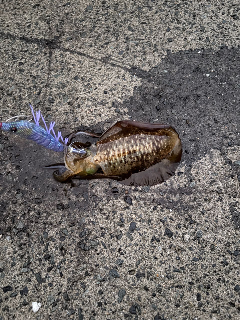 アオリイカ