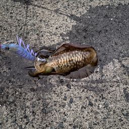 アオリイカ