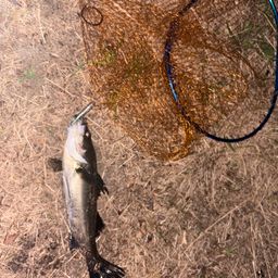 カタクチイワシ