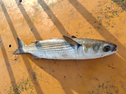 ボラの釣果