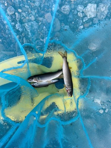 アユの釣果
