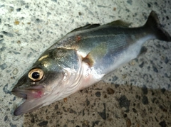 セイゴ（マルスズキ）の釣果