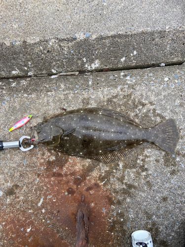 ヒラメの釣果