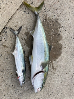 ブリの釣果
