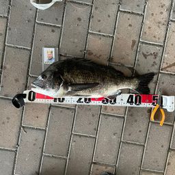 クロダイ