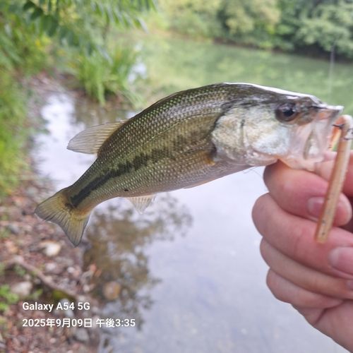 ブラックバスの釣果