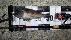 クロソイの釣果