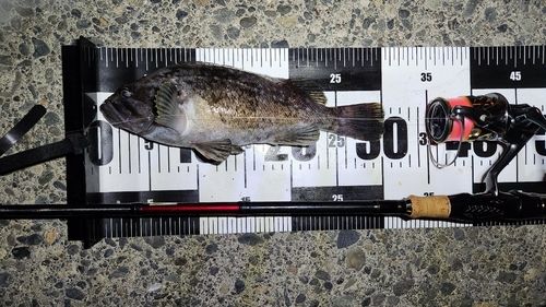 クロソイの釣果
