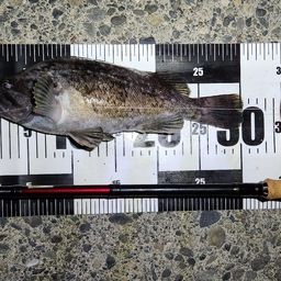 クロソイ