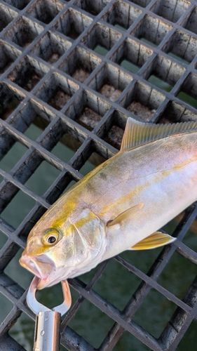 ショゴの釣果