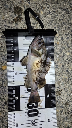 クロソイの釣果