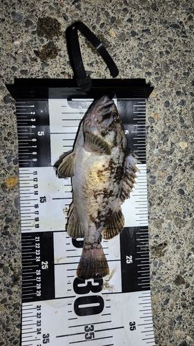 クロソイの釣果