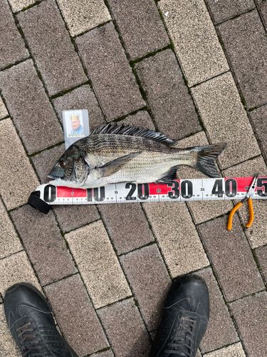 クロダイの釣果