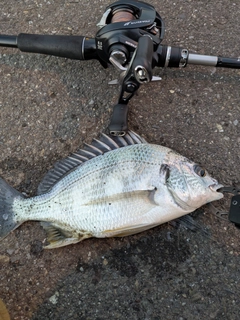 キビレの釣果