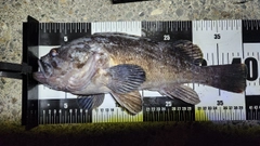 クロソイの釣果