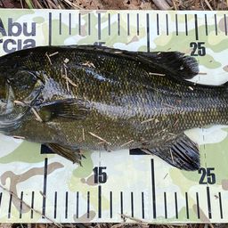 スモールマウスバス