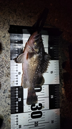 クロソイの釣果