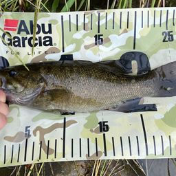 スモールマウスバス