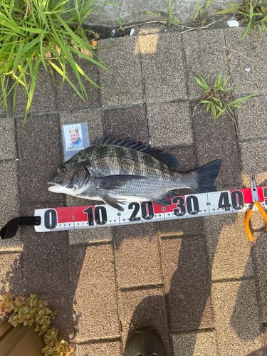 クロダイの釣果