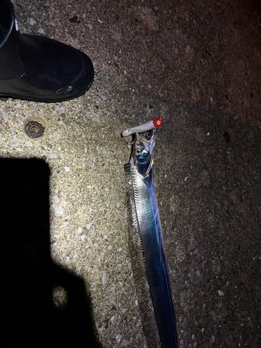 タチウオの釣果