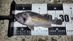 クロソイの釣果