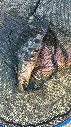 タケノコメバルの釣果