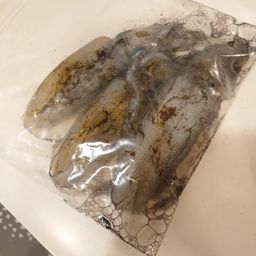 アオリイカ