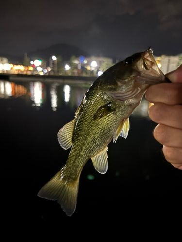 北湖東岸