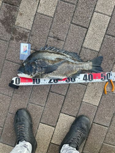 クロダイの釣果