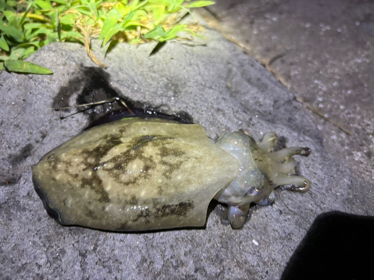 コウイカ