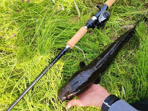 ライギョの釣果