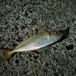 アジ