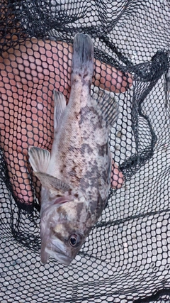 クロソイの釣果