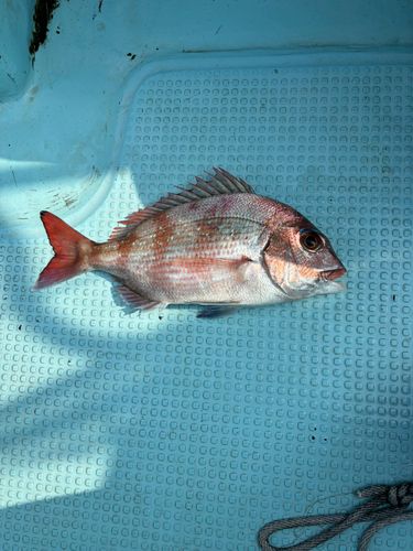 マダイの釣果
