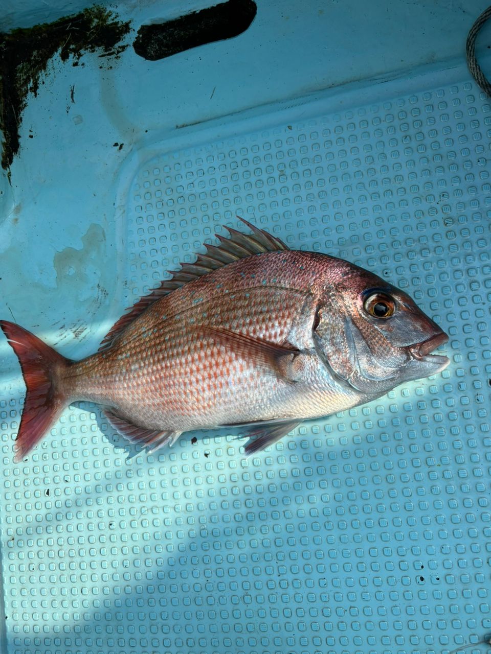 な　がさんの釣果 2枚目の画像